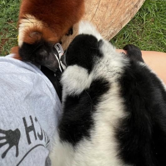 π Large Heather Gray World Lemur Day Crewneck Tee π - Picture 10 of 16